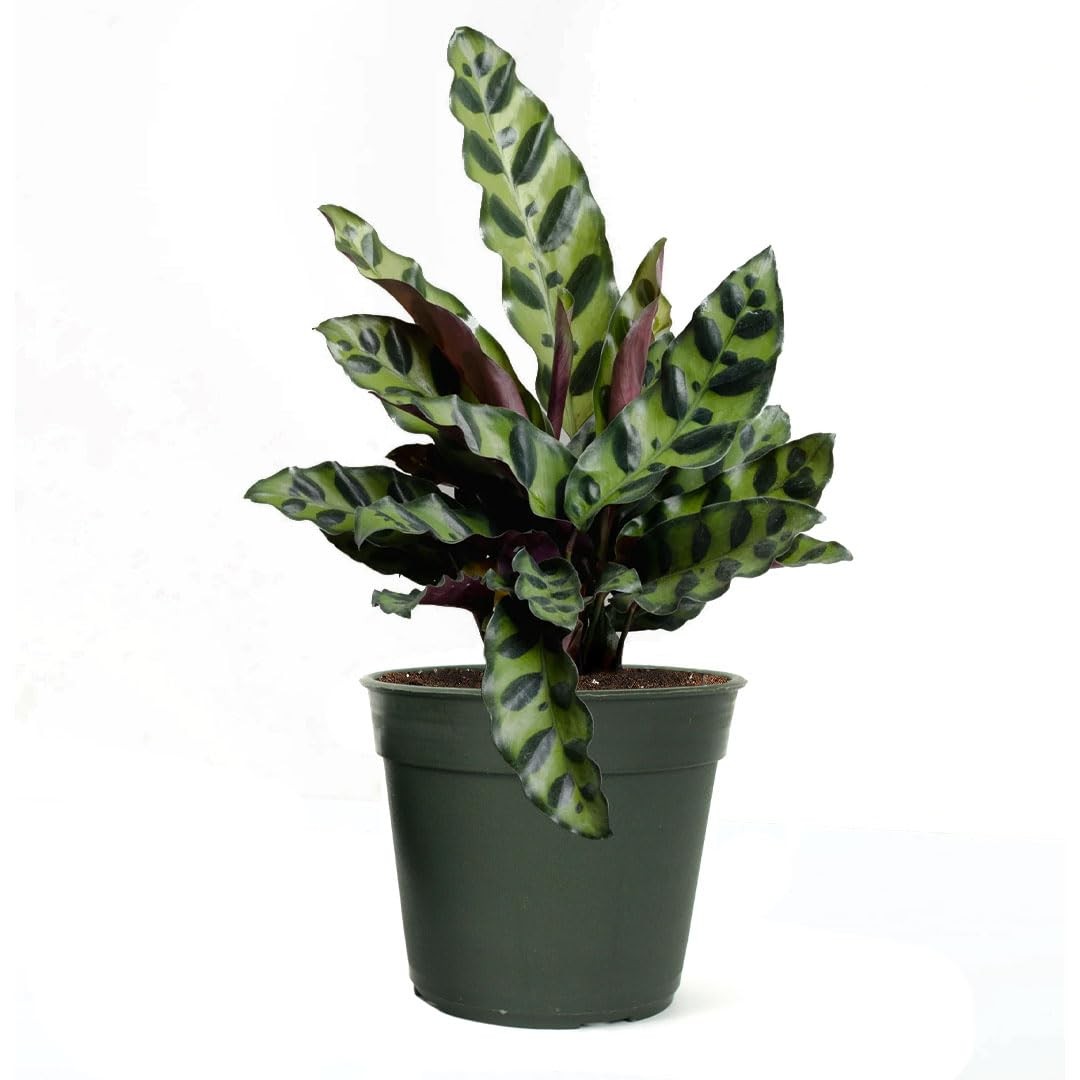 Live Calathea Rattlesnake Plant – 4-Inch Pot, Pet-Friendly, Low Light Care