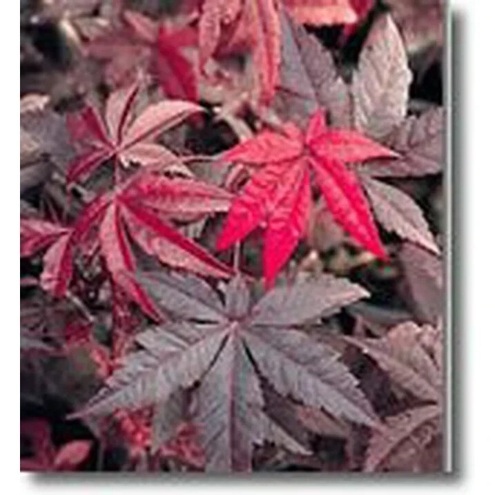 The Dragon Tears Japanese Maple Tree with Low Branching Effects~15 Seeds