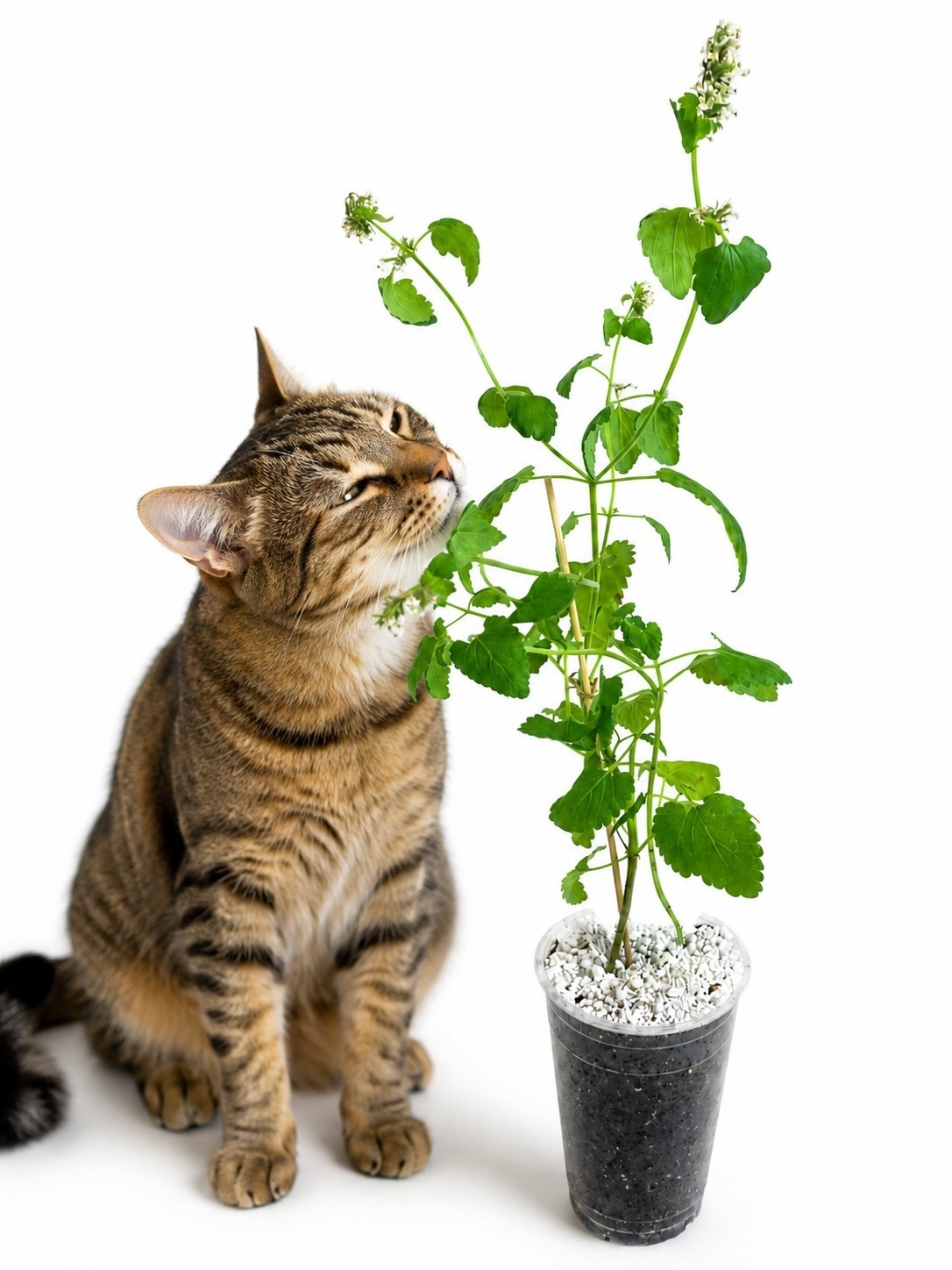 Heirloom Live Catnip Plant Nepeta Cataria Cat Mint Herb Pesticide Free 8″ Plant