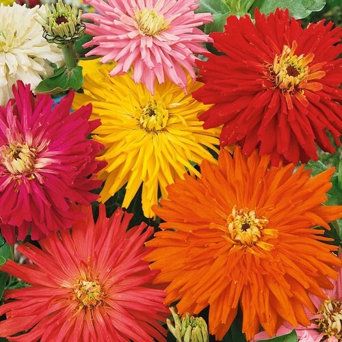 Zinnia SUPER CACTUS GIANT Mix Huge Blooms Butterflies Non-GMO 100 Seeds!