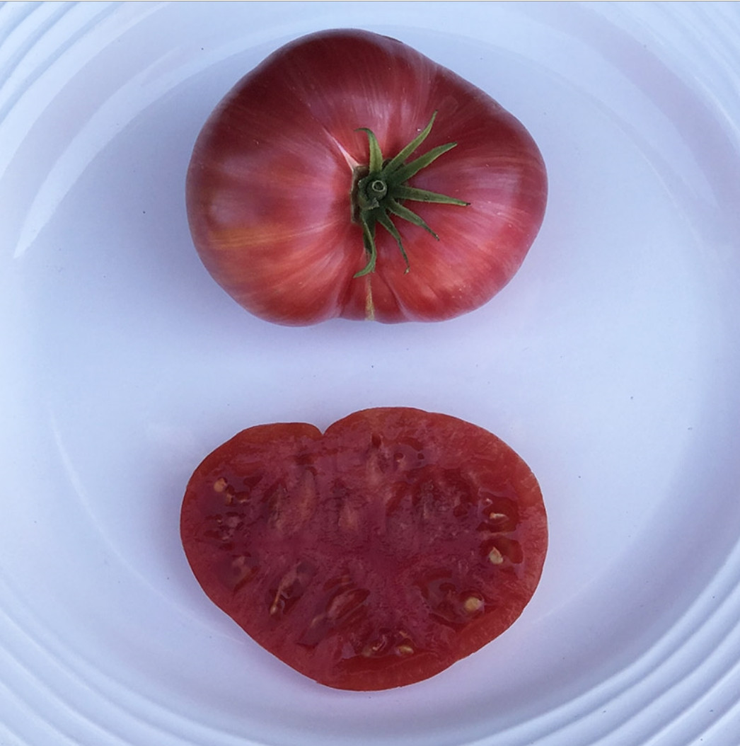 10 seeds DWARF Firebird Sweet Tomato Organic Rare Variety DTP beefsteak