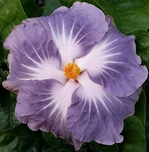 Hibiscus Cajun Color Live Plant BlackBerry Jam Starter Plant