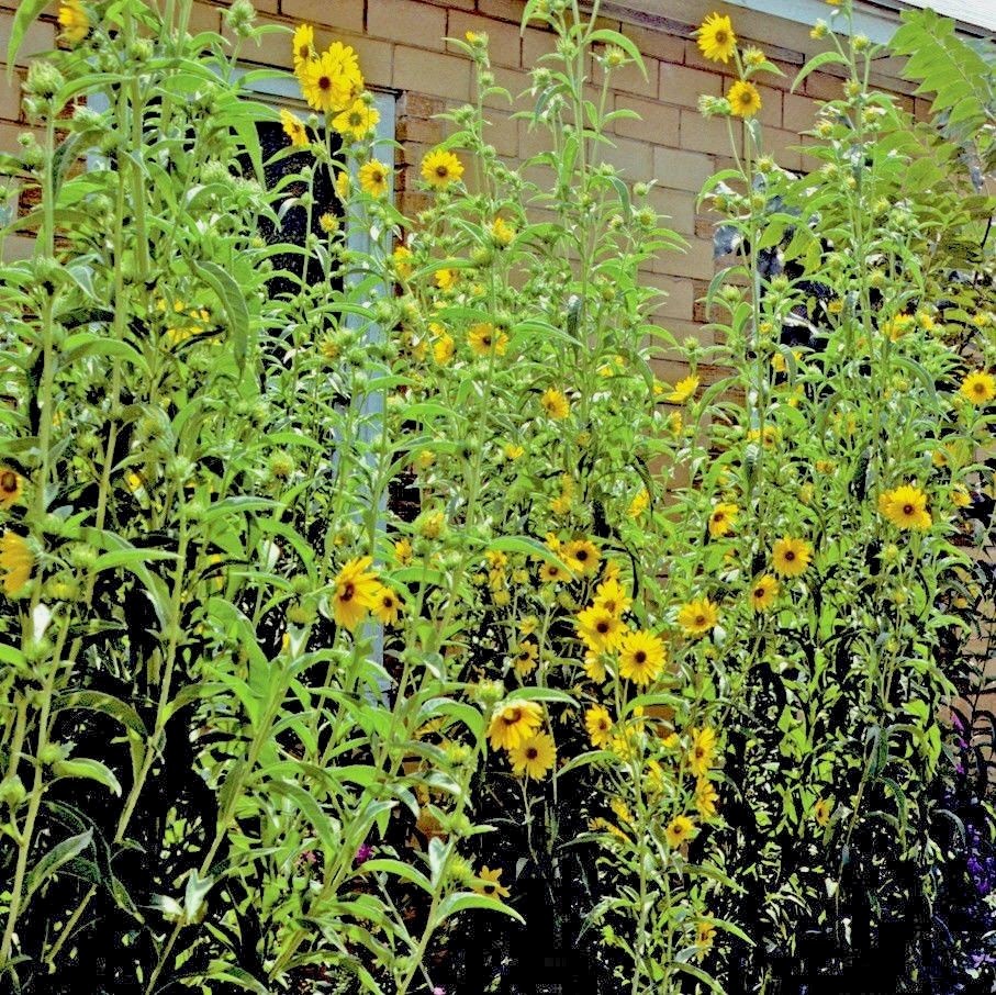 101+MAXIMILIAN Prairie SUNFLOWER Seeds Native Wildflower Heat Cold Drought Fence