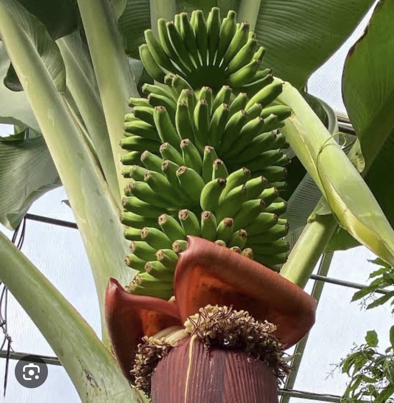 Veinte Cohol Musa Banana Plant–SMALL ROOTED STARTER PLANT