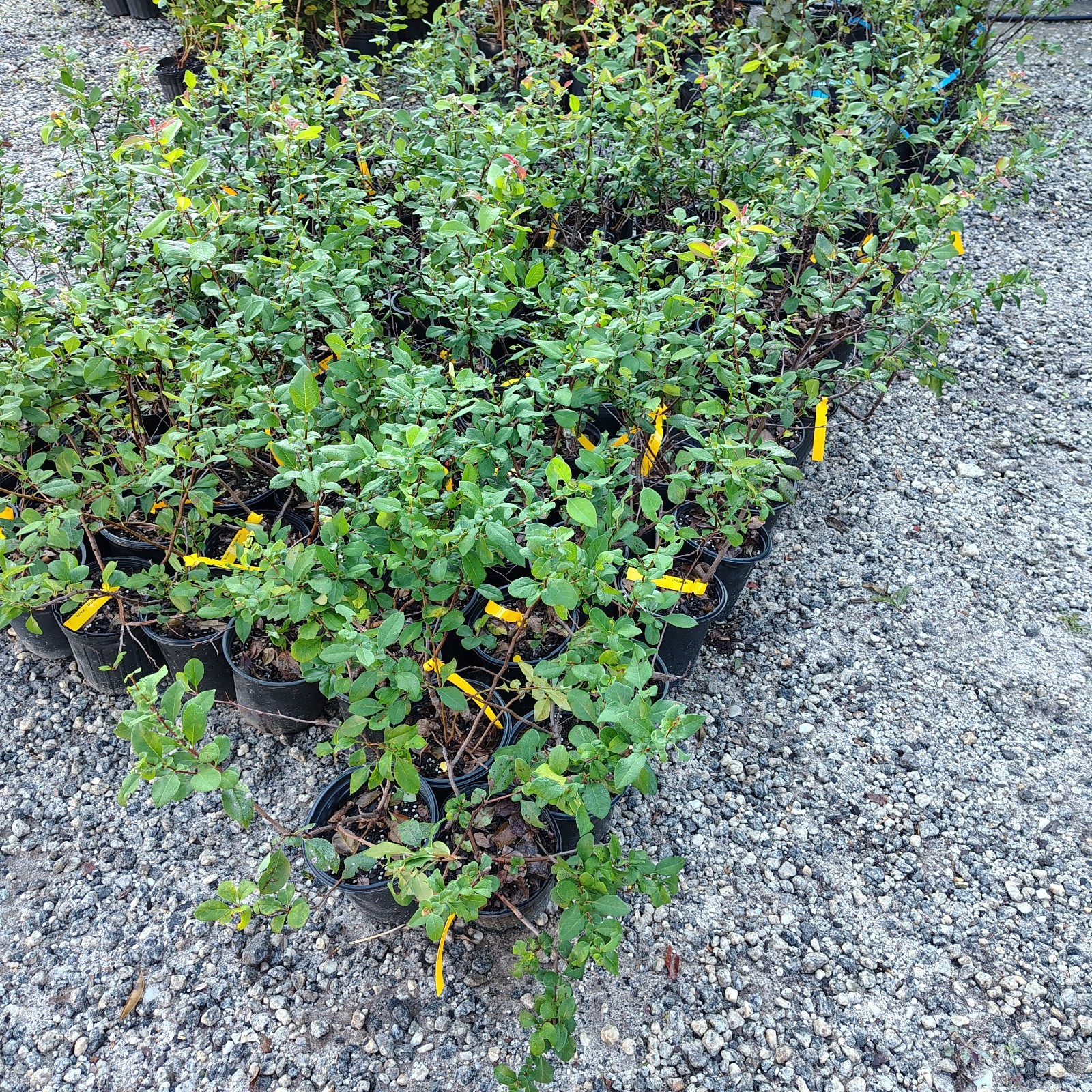 Chojuraku Orange Flowering Quince – Live Plant – ( 2.5 QT )