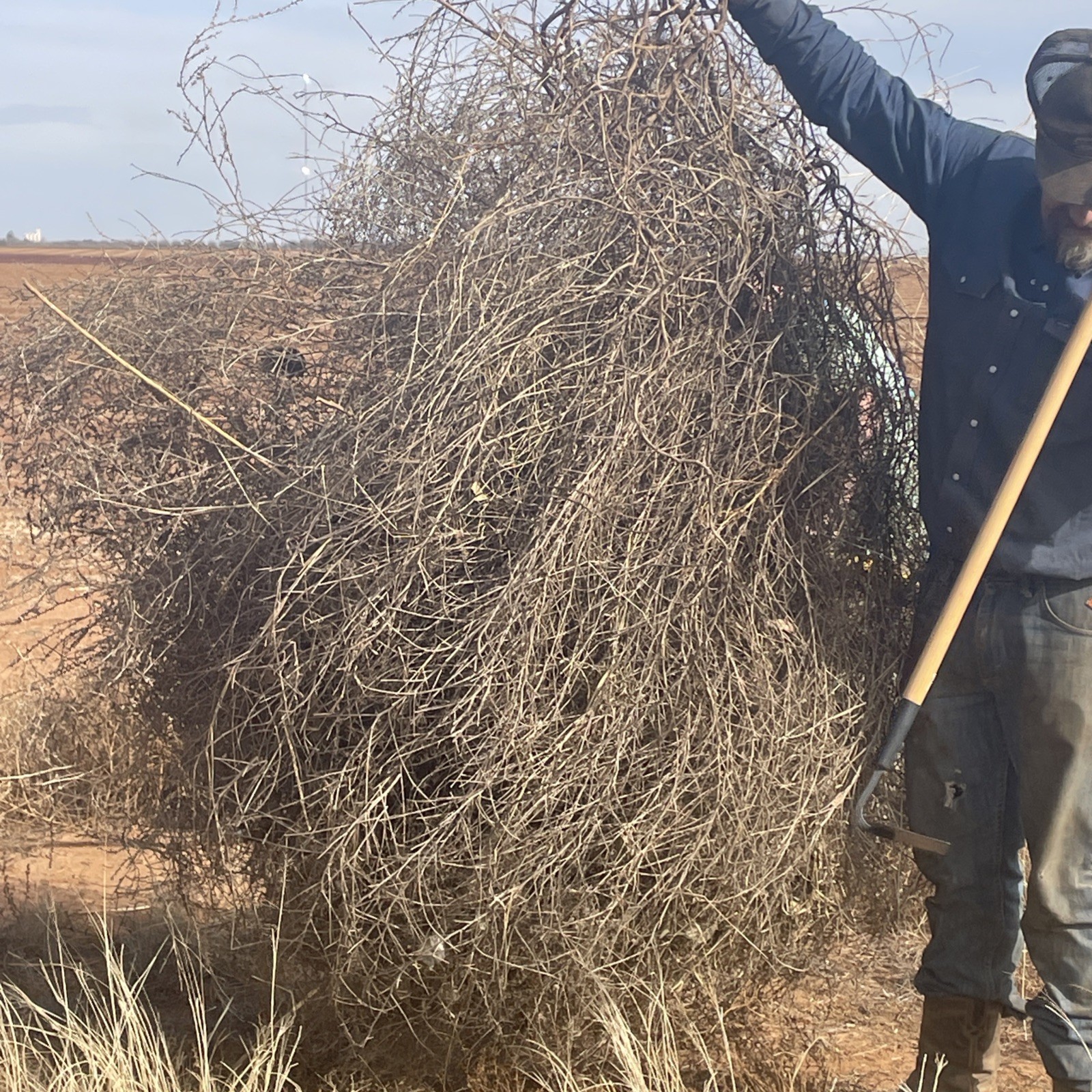 West Texas tumble weeds. Fresh rolled and rounded.