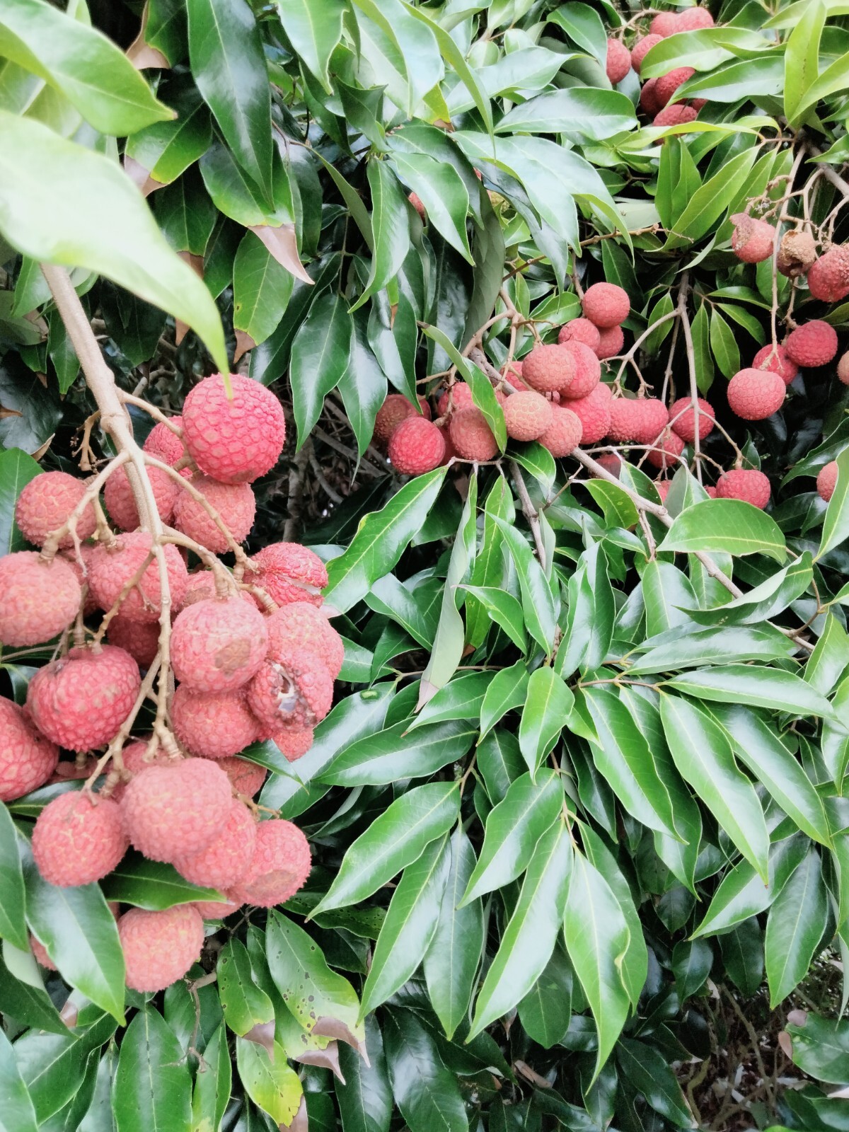  LYCHEE KAIMANA FRUIT TREE 4 CUTTINGS FROM 5″-6″ LONG UNROOTED  FOR GRAFTING
