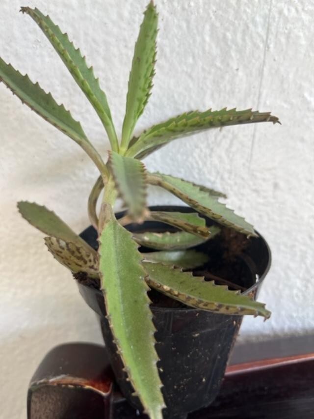 MOTHER-OF-A-THOUSAND-PLANT (KALANCHOE) 10 X 2-4 + inches SUCCULENT SPECIAL! WOW!