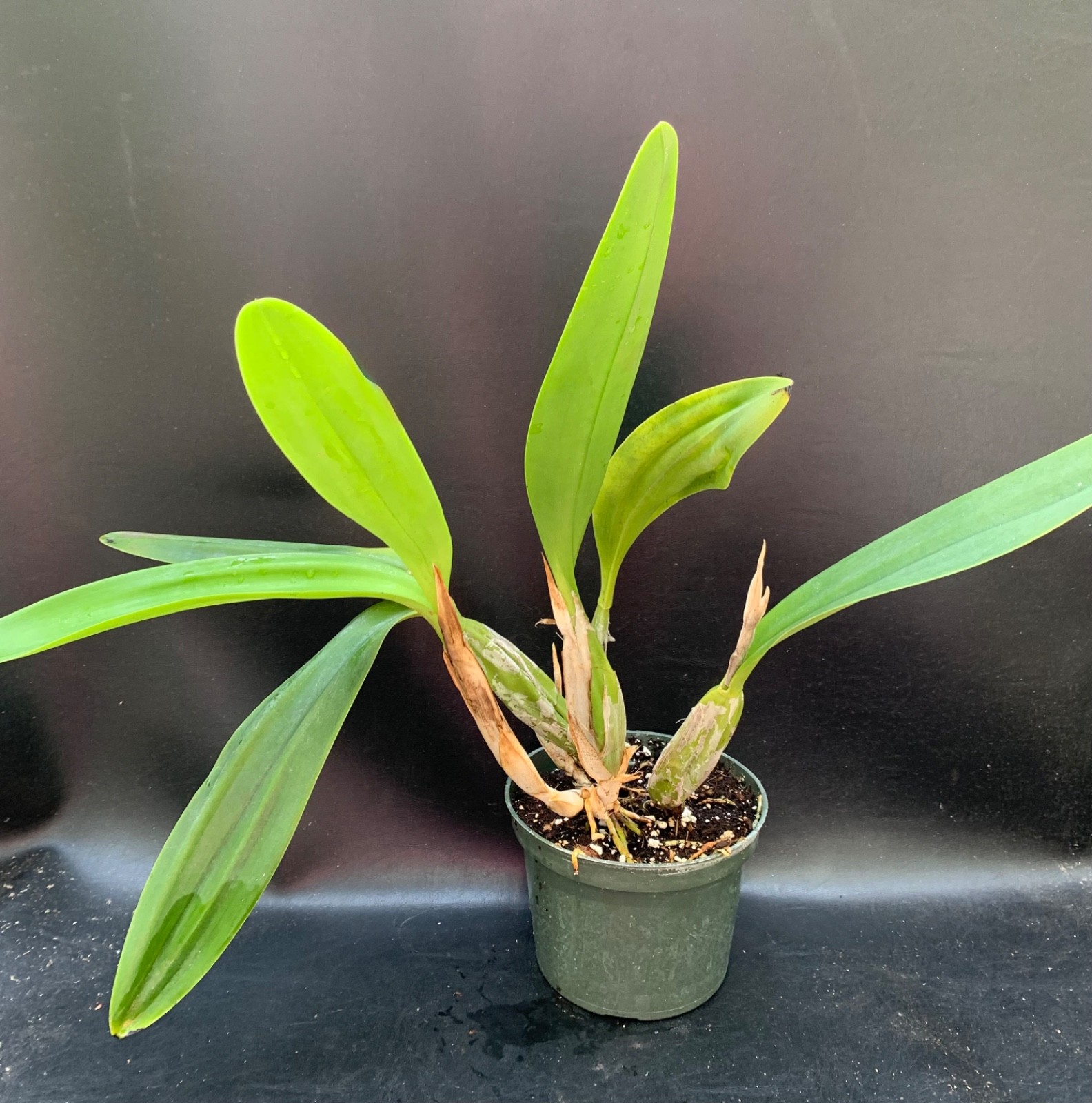 MATURE LAELIA SUMMIT ‘TOMIKO’ ORCHID CROSS OF 2 SPECIES FRAGRANT FLOWERS
