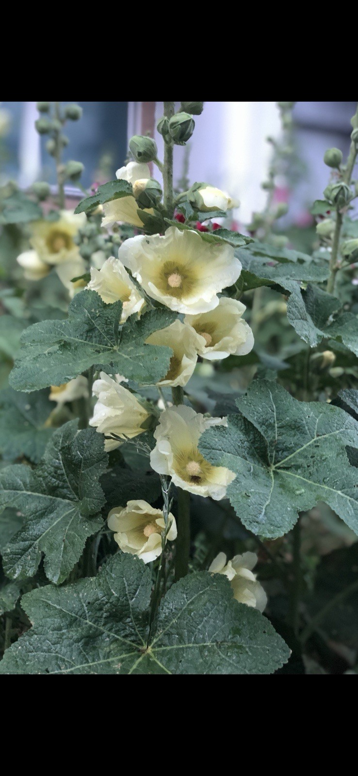 GIANT HOLLYHOCK MIXED COLORS 50 SEEDS, HARDY PERENNIAL, EZ TO GROW, USA SELLER