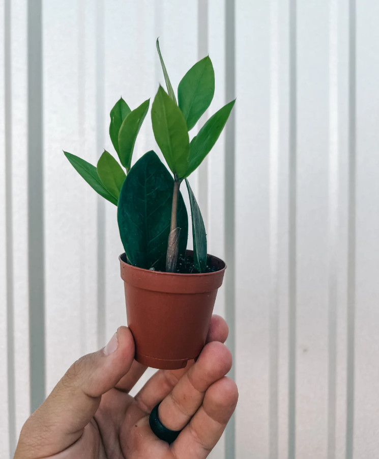 Live ZZ Plant – Zamioculcas Zamiifolia – Easy to Grow Houseplant in 3″ Pot