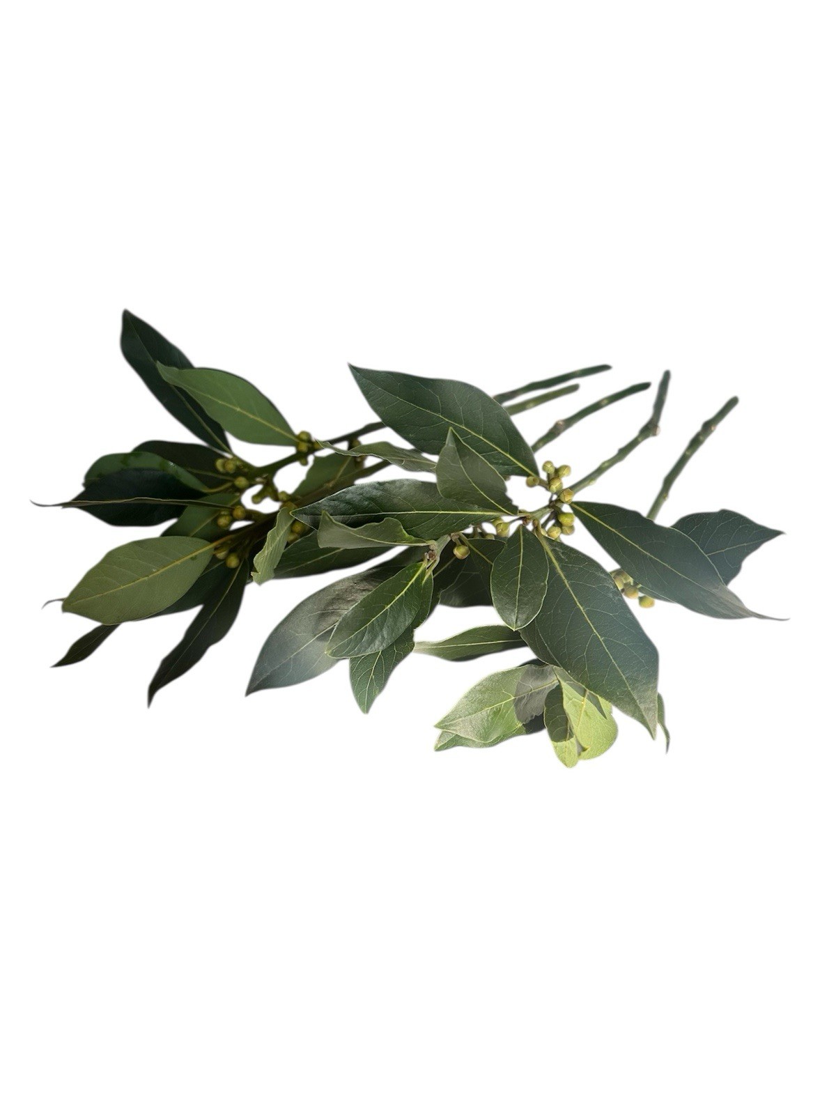 Bay Laurel Tree 5 Stem Cuttings For Propagation Culinary Free Shipping