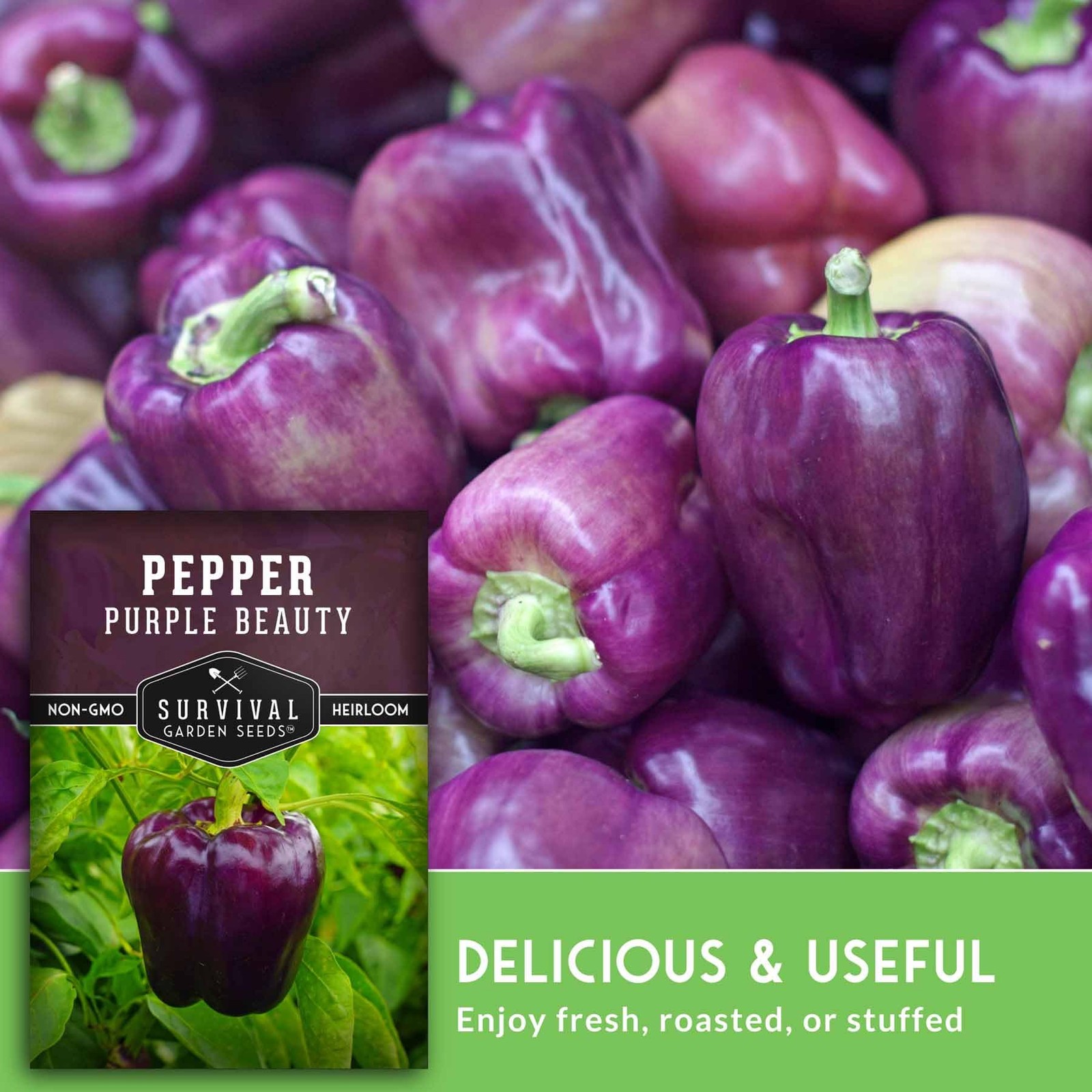 Purple Beauty Bell Pepper Seeds for Planting | Heirloom Sweet