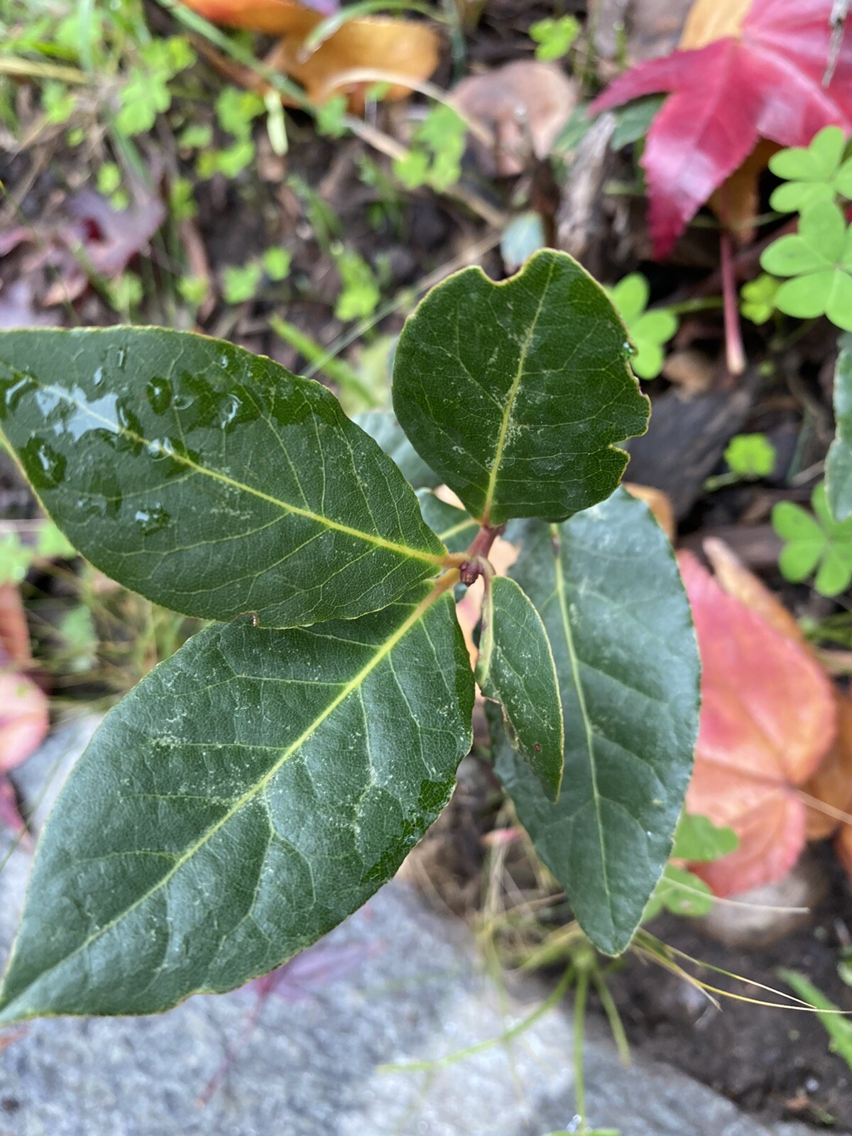 Bay Laurel Tree Ten Stem Cuttings For Propagation Culinary Plant Bay Leaf