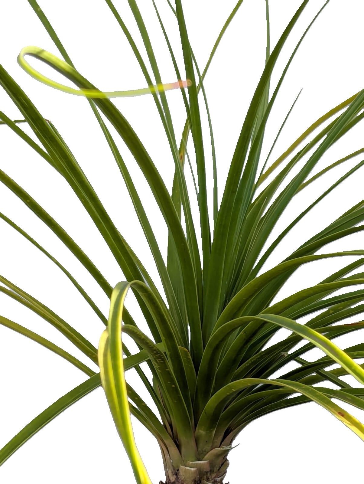 Ponytail Palm in 6″ Pot Indoor Beaucarnea Recurvata Evergreen Houseplant