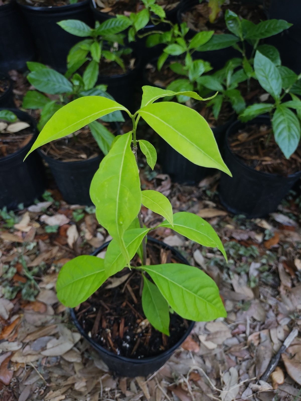 Rare South American Vine, Banisteriopsis C. Plant 18 Inches Tall
