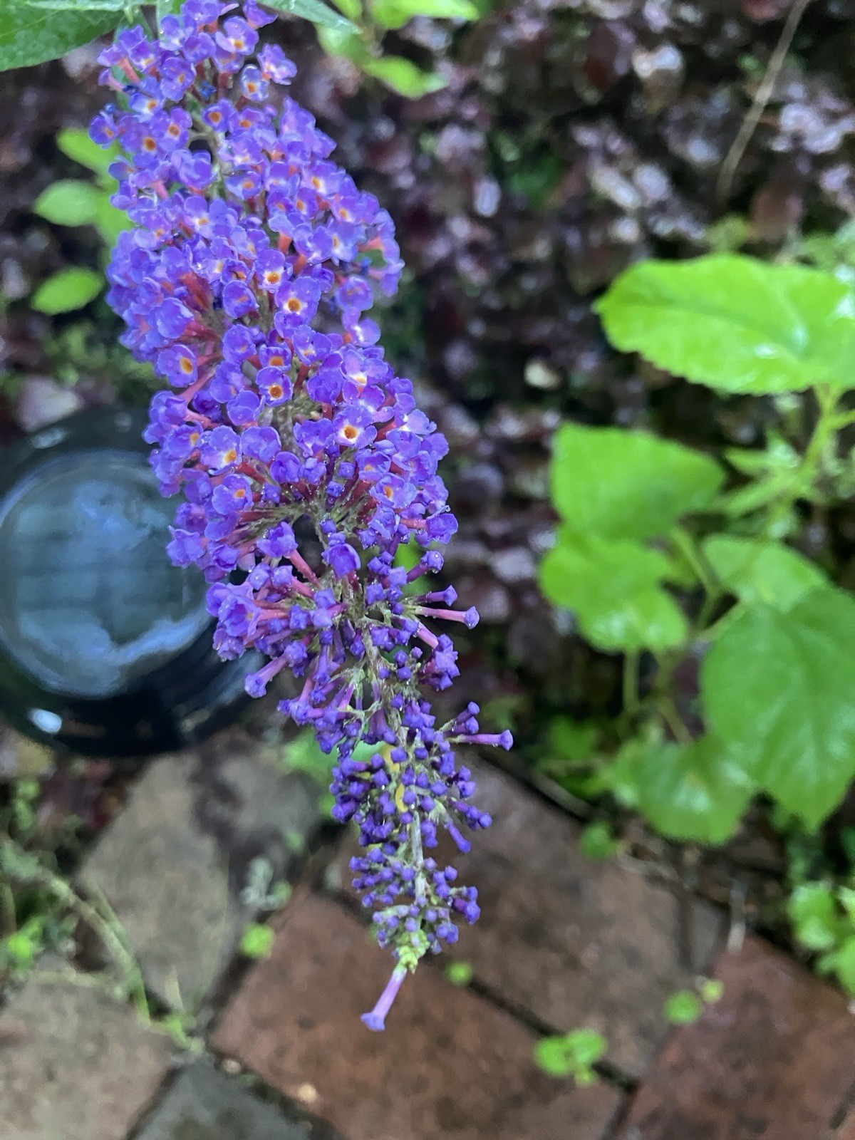 Butterfly Bush 1 Gallon