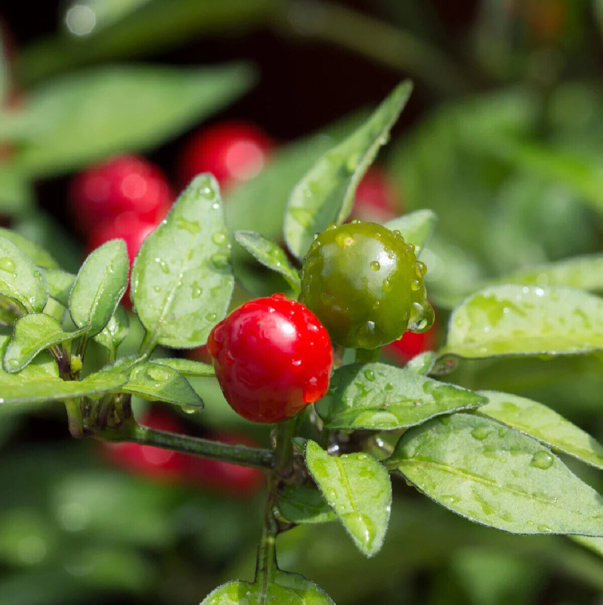 25 Hot Fresh Chiltepin | NON-GMO | Premium Pepper Seeds-B 19