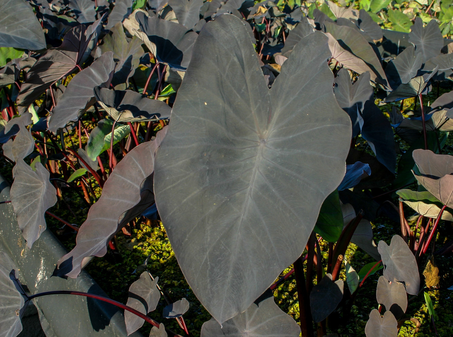 Live Black Magic Taro Tropical Marginal Aquatic Pond/Bog Plant – Spring 2023