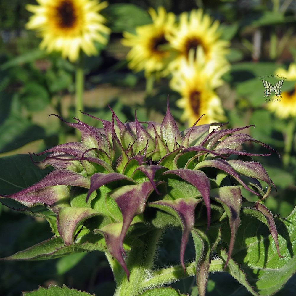 SunFill Purple Sunflower Seeds Free Shipping!