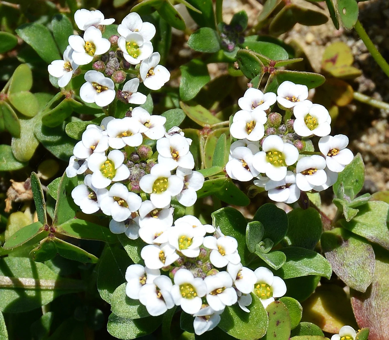 Carpet of Snow Sweet Alyssum Seeds | Mat Forming Annual White Flower Seed 2025