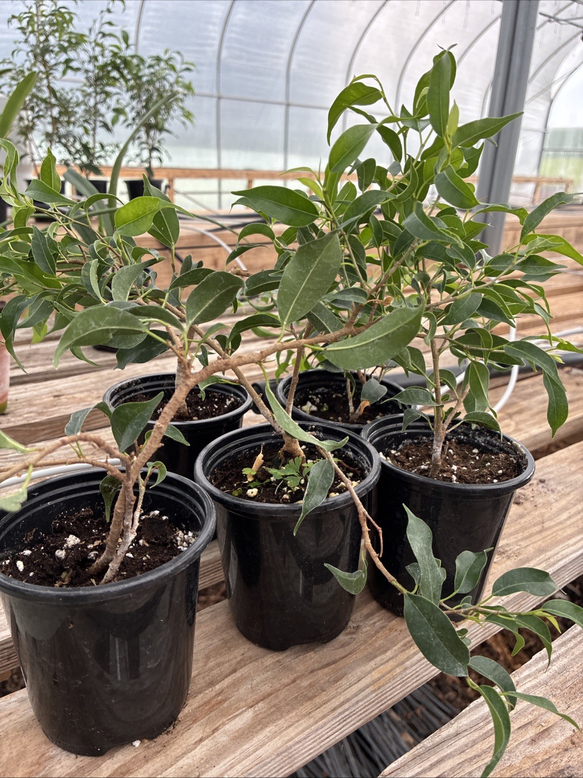 Ficus Mini Lucy 3-4” Pot Lot Of 5