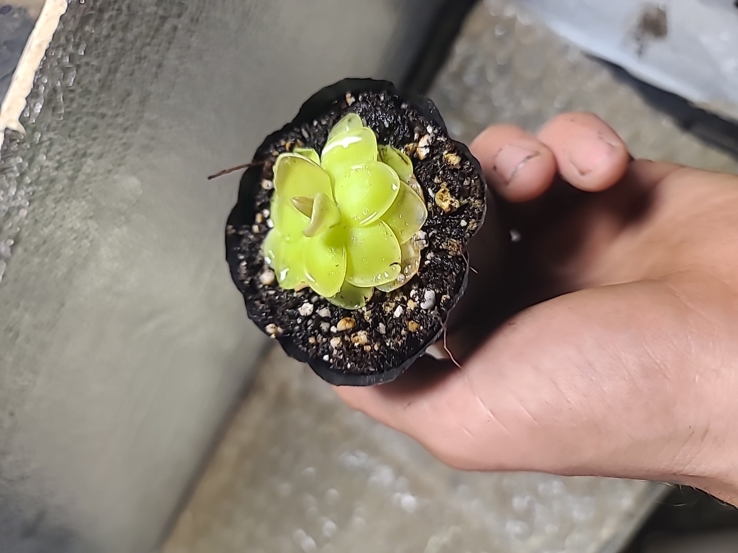 Pinguicula moranensis