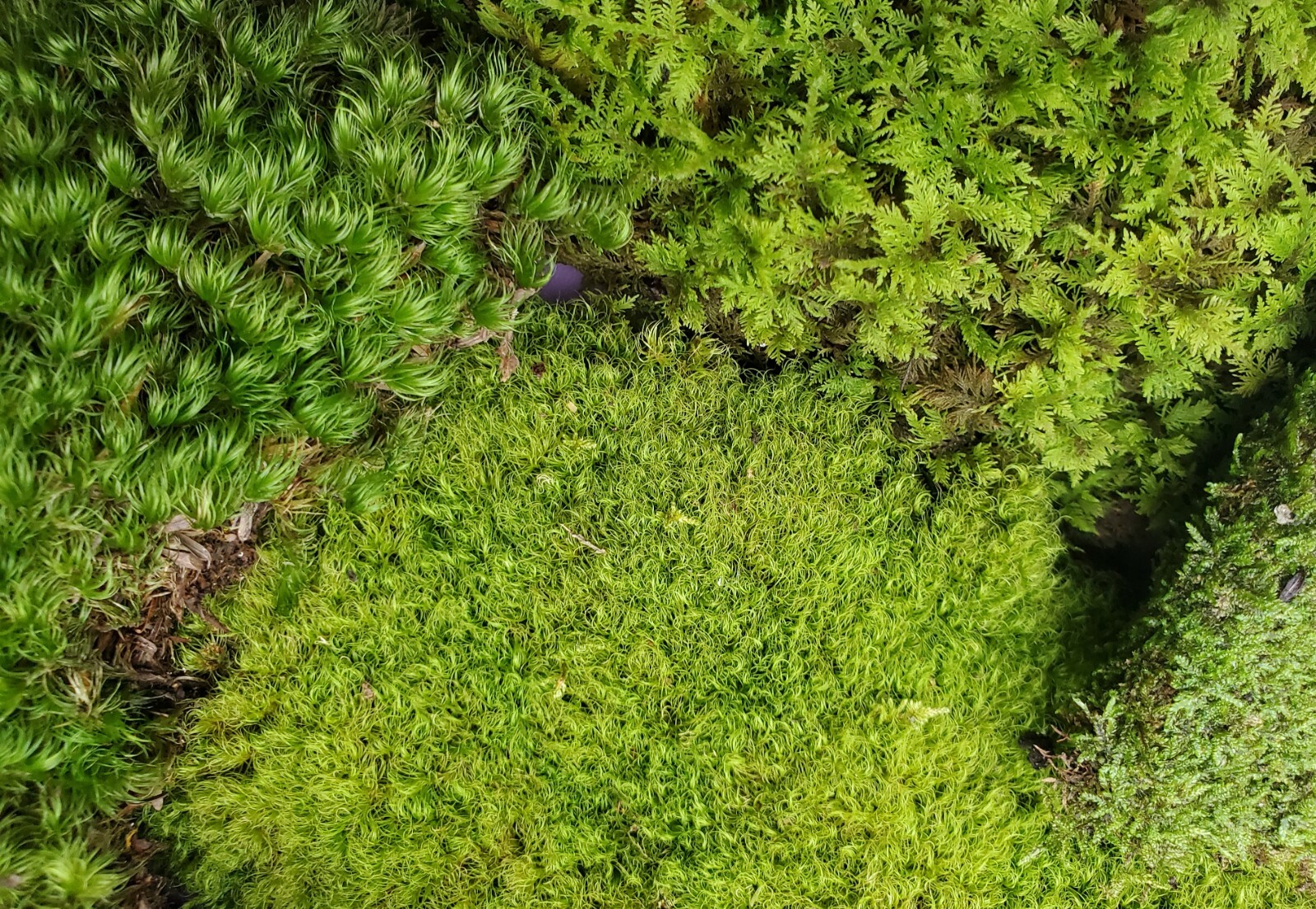 Value Small Live Moss Assortment 5″x7″ Bag for Terrarium Reptiles Fairy Garden