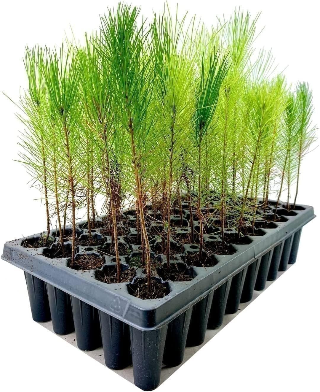 Loblolly Pine Tree Plants | Live Seedlings | Pinus Taeda | Fast-Growing…