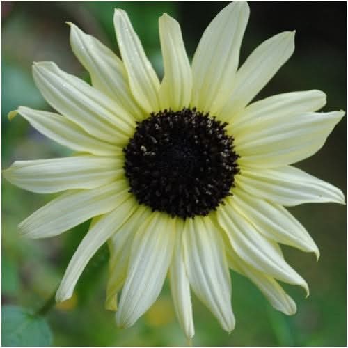 Italian White Sunflower Seeds For Planting (Helianthus annuus)
