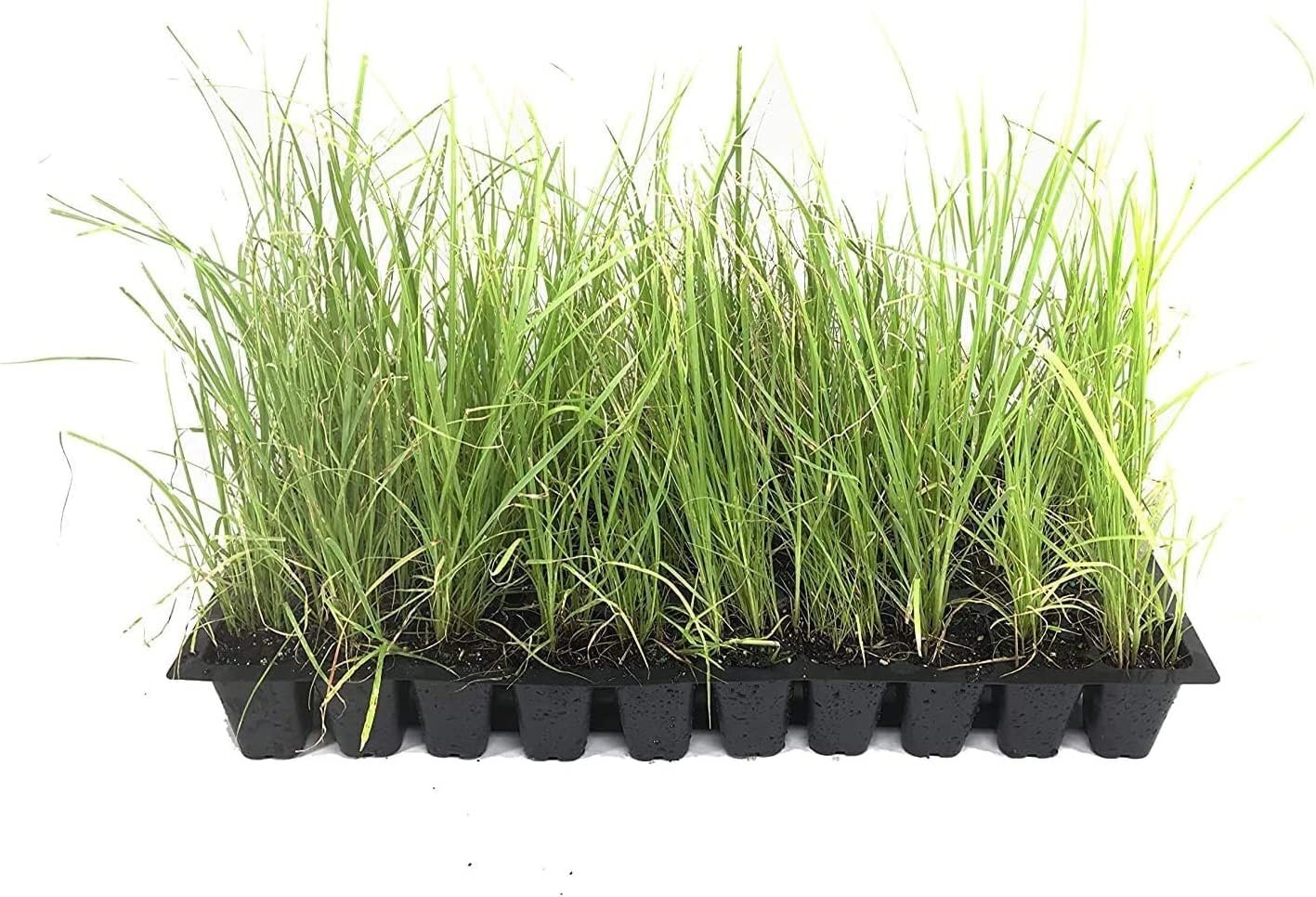 Sand Cord Grass | Live Plants | Spartina Bakeri | Drought Tolerant Low…