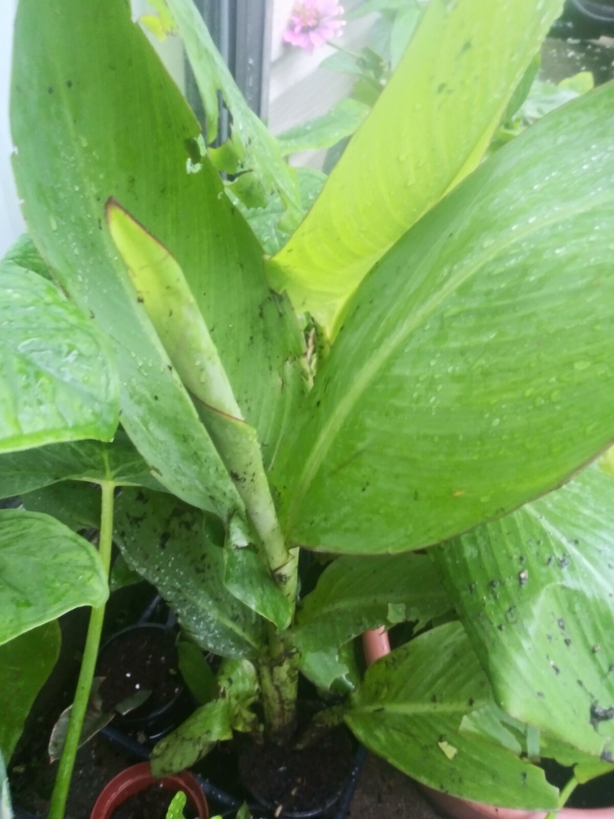 TROPICANNA CANNA Tropical orange blooms well rooted, Ships In Pot