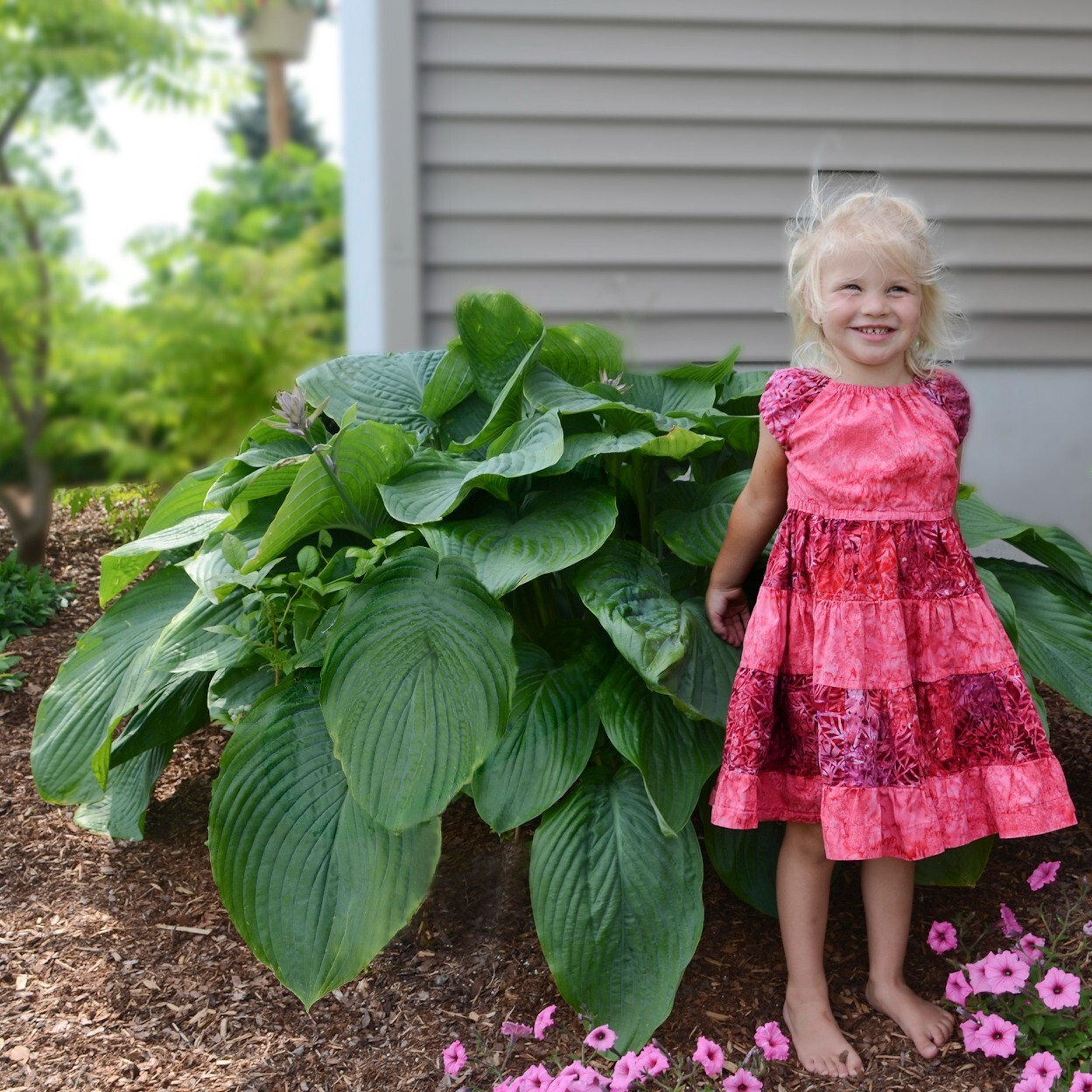 Hosta Empress Wu 5.25″ Pot Perennial Shade Proven Winners Hosta of the Year 2023