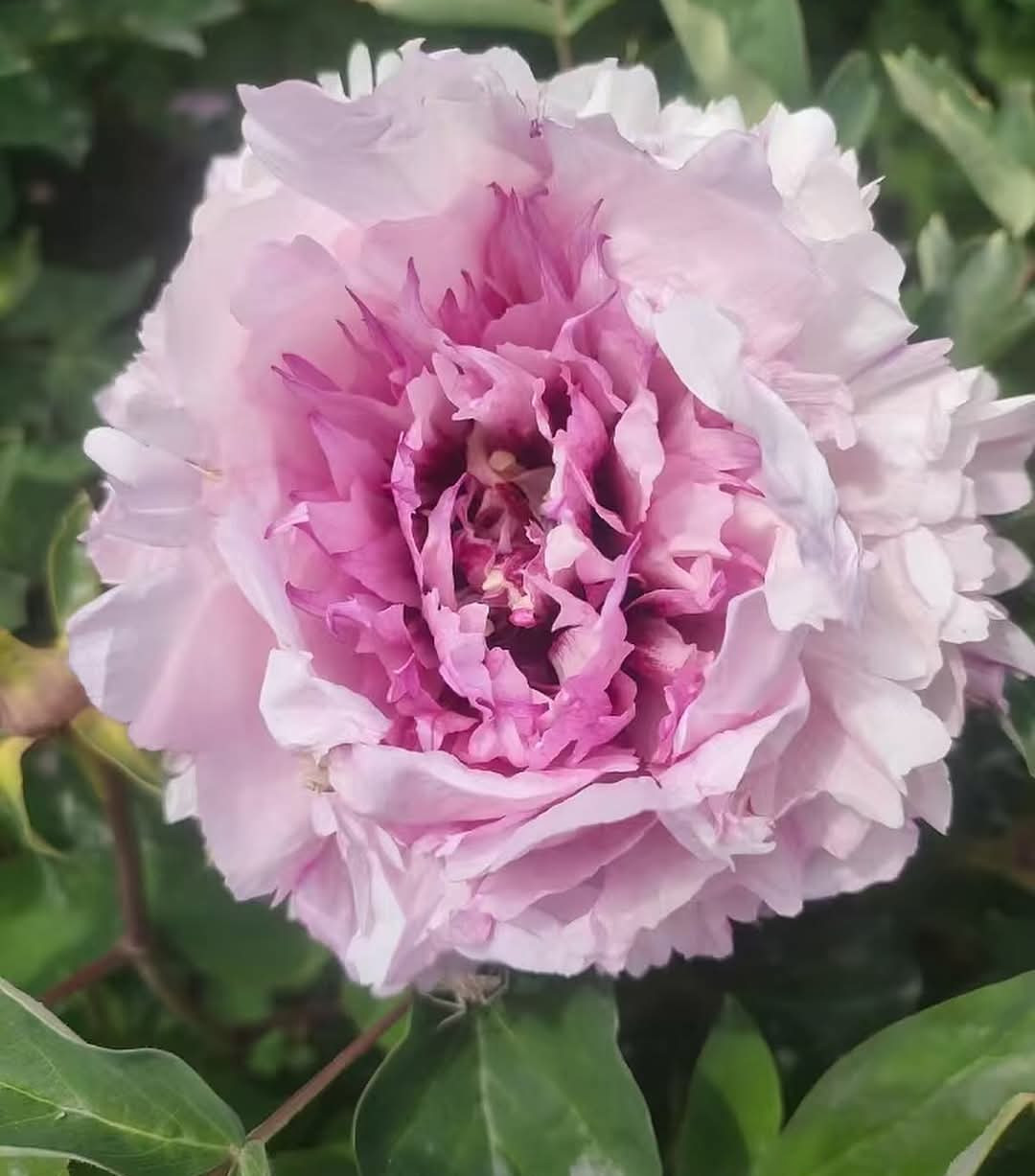 “Peace & Prosperity” multicolor large flower tree peony