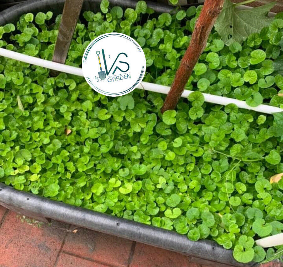 PENNYWORT , GOTU KOLA SEEDS (SMALL LEAF) , HẠT RAU MÁ LÁ NHỎ (+200 PCS)