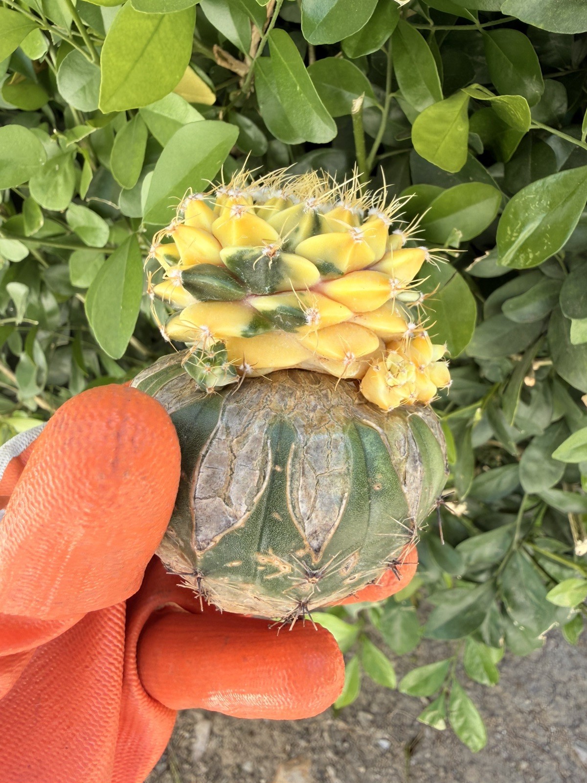 Rare Cactus Variegated Grafted