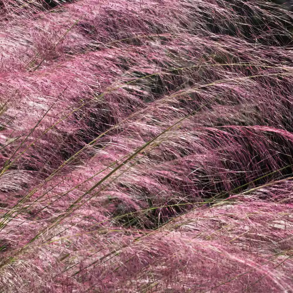 3 Gal. Pink Muhly Grass Plant