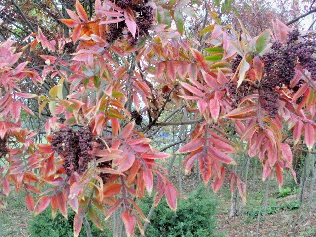 30 WINGED ( FLAME LEAF ) SUMAC SEEDS ( Rhus copallinum )