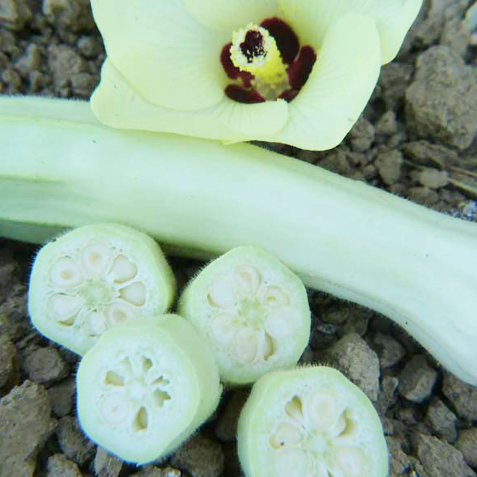 50+ Silver Queen Okra Seeds — High Yield — Heirloom —————— RARE