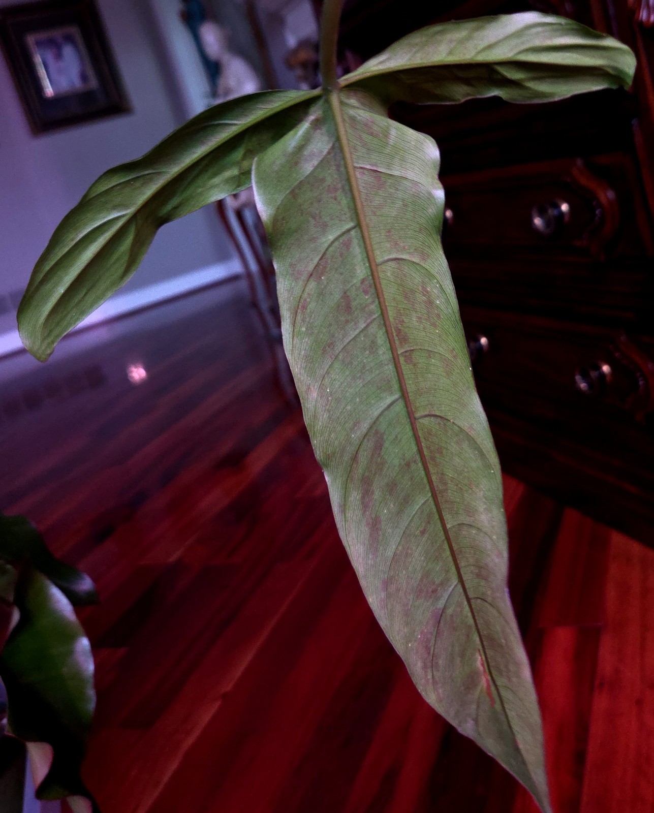RARE XL Philodendron Pinnatilobum X Paloraense 26″ Tall Not Monstera Anthurium