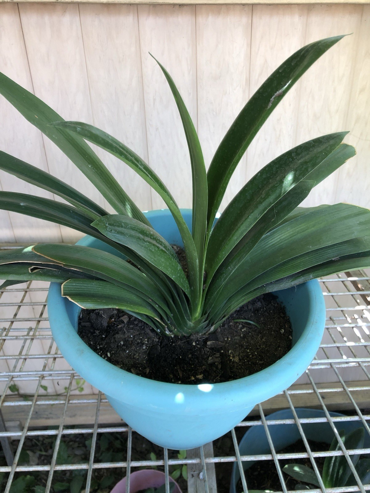 1 Clivia Miniata Bush Lily 15 Leaves Bare Root Orange Flower No Pot