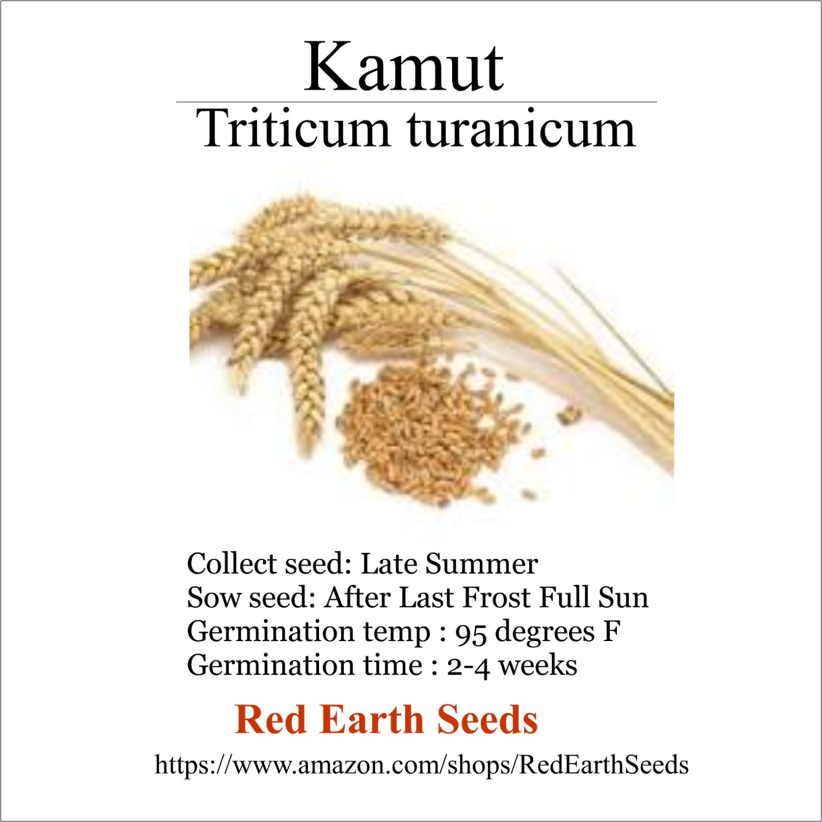 Kamut – 50 seeds – Triticum turanicum