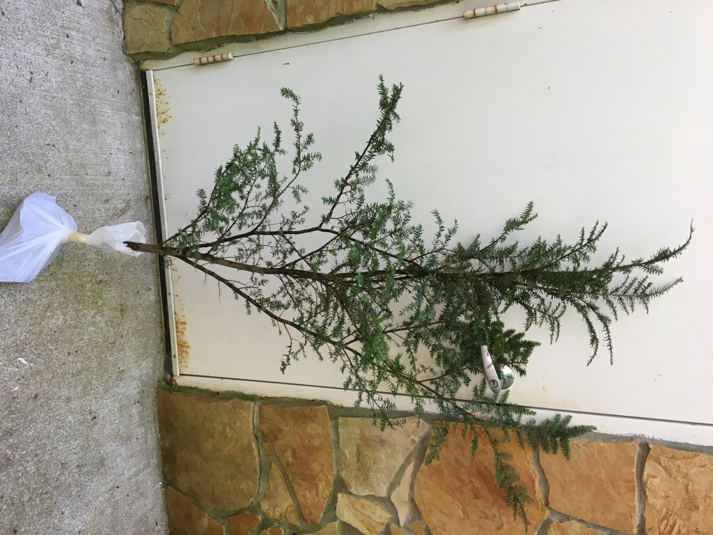 GEORGIA APPALACHIAN MOUNTAIN EASTERN HEMLOCK 2 FT FRESH STARTER TREE Qty-10