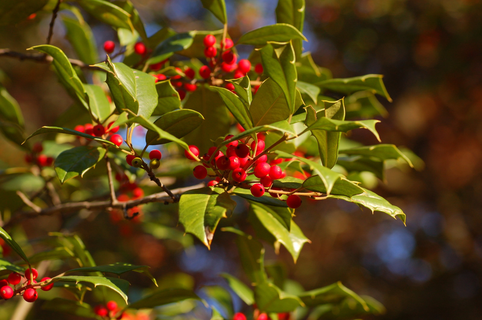 American Holly, Ilex opaca, Tree Seeds