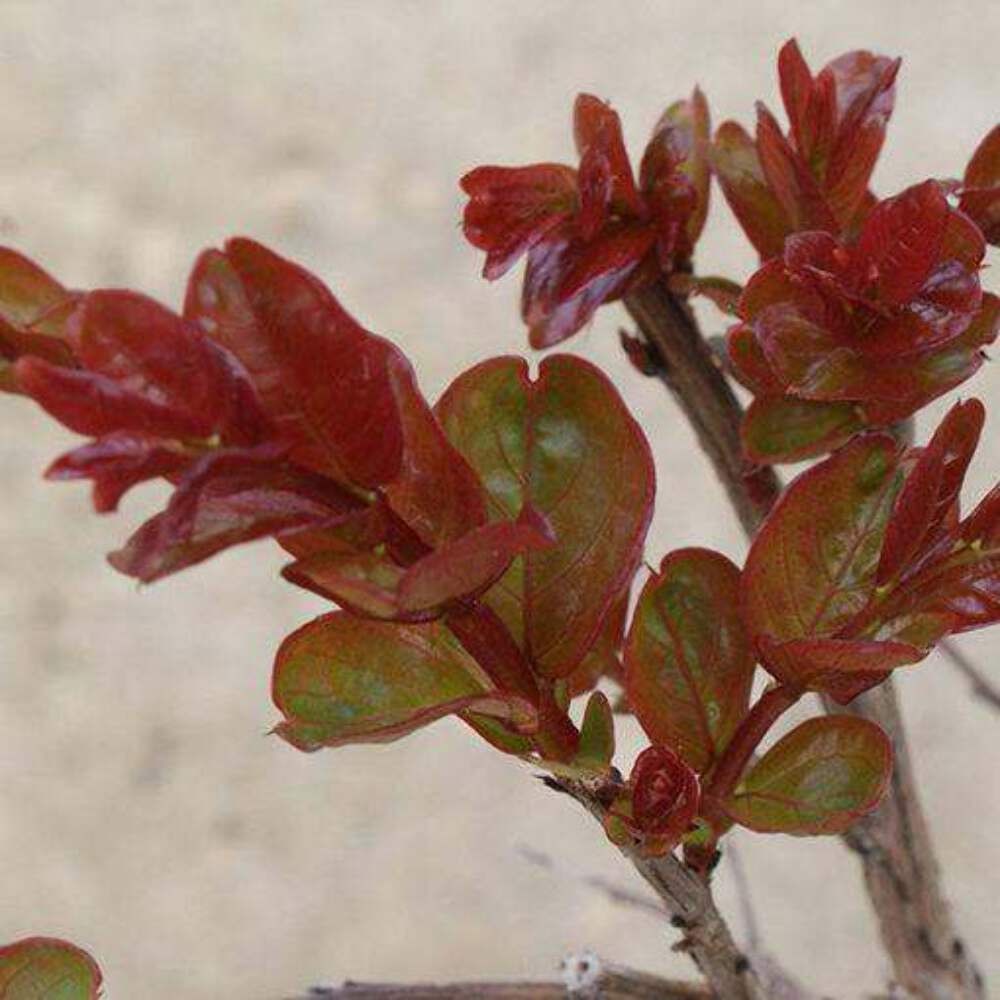 Miss Francis Crape Myrtle: Fast-Growing Elegance and Striking Red Blooms