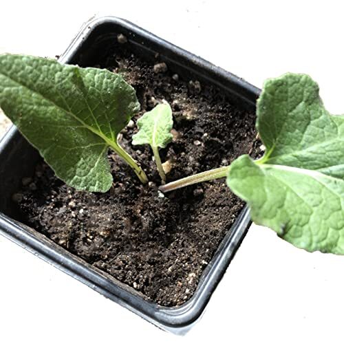 Smoke Camp Crafts Organic Live Burdock Plant, Arctium lappa, niúbàng (牛蒡),