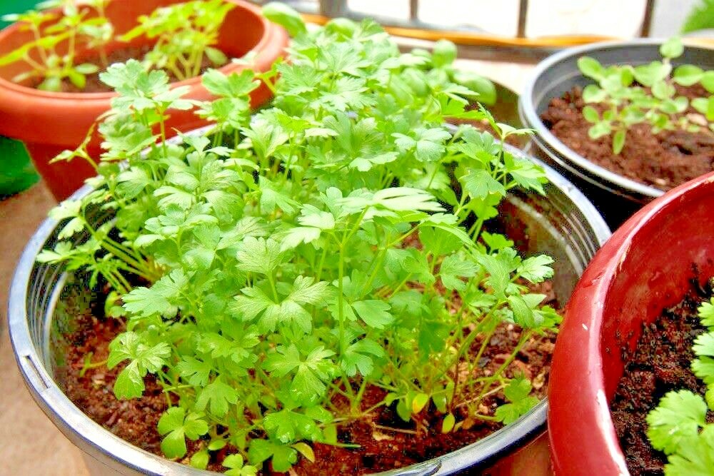 300+ITALIAN Flat Leaf PARSLEY Seeds Organic Herb Garden Containers Culinary Easy