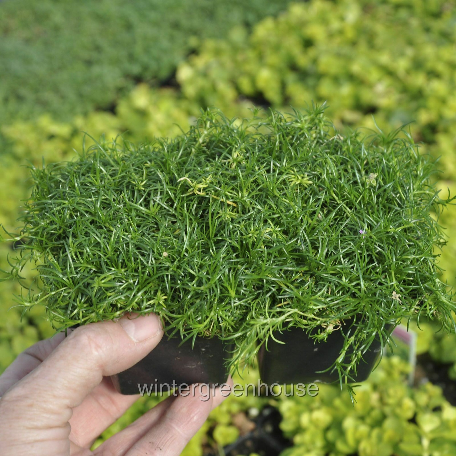 Sagina subulata, Irish Moss Ground Cover, Container Size: 4x 2.63×1.72×2.75″