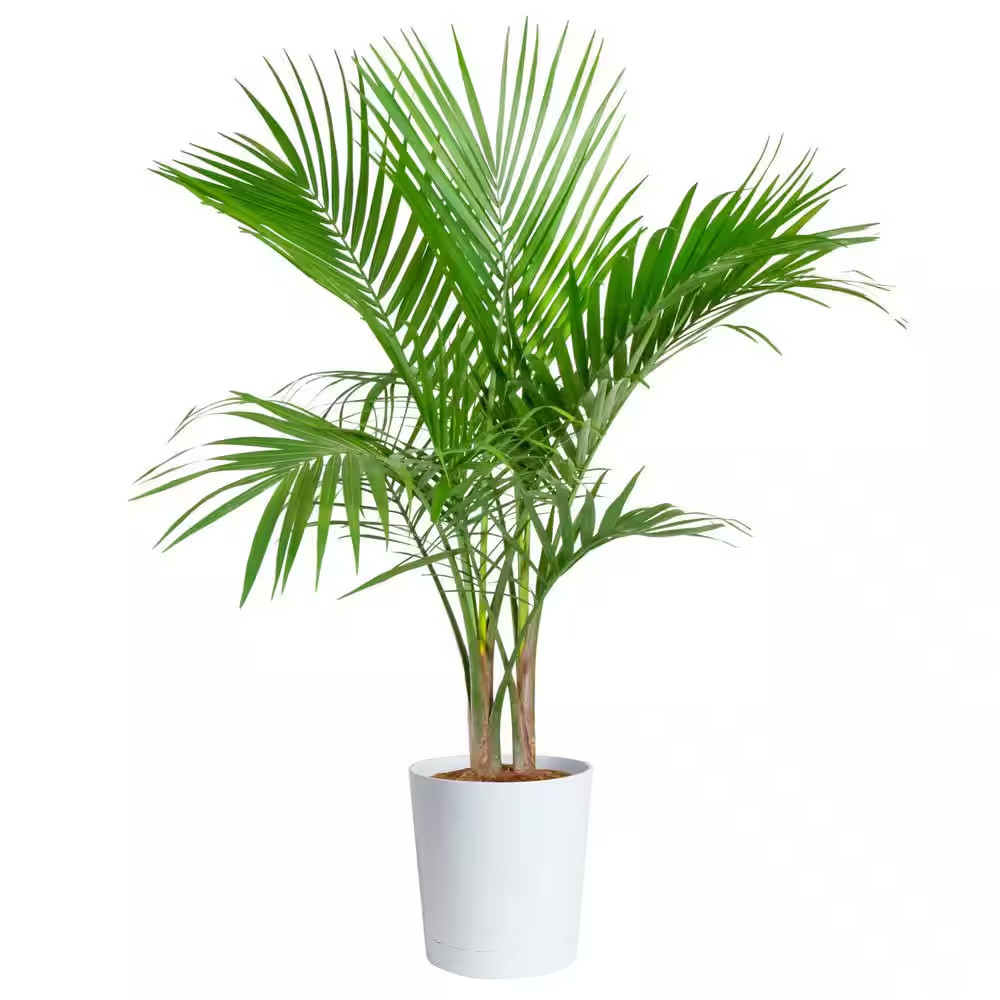 Majesty Palm Indoor Plant in 10 In. Decor Pot, Avg. Shipping Height 2-3 Ft. Tall