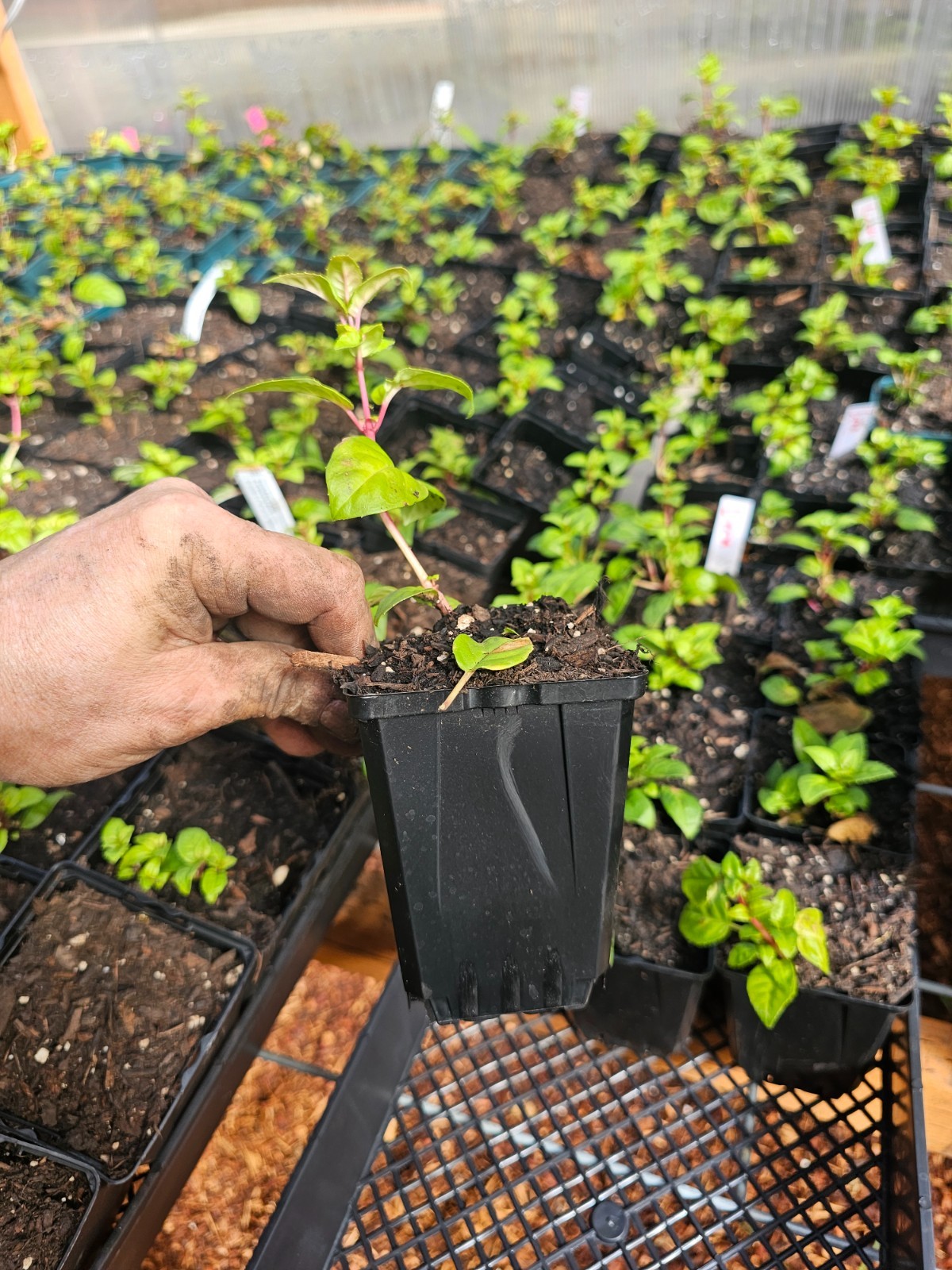 SINGLE LENA PURPLE WHITE FUCHSIA plant hummingbird, prefers shade, in 6″ pot